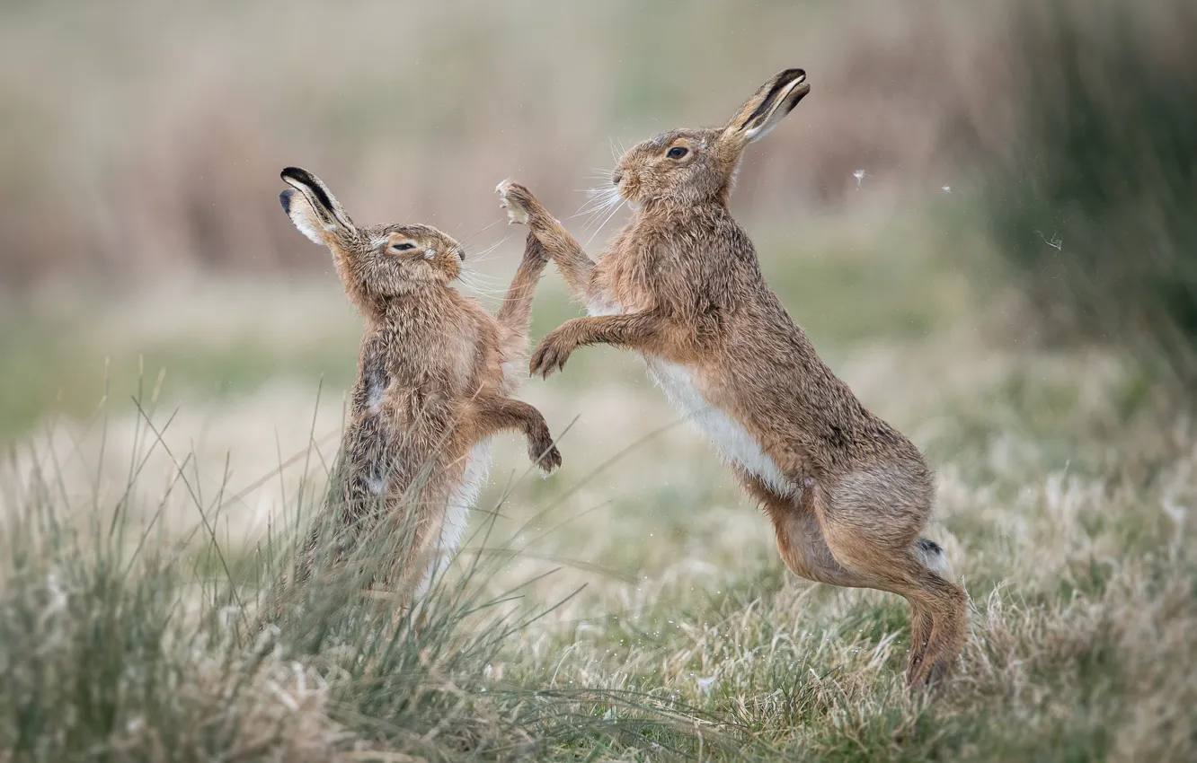 Photo wallpaper hare, fight, ears