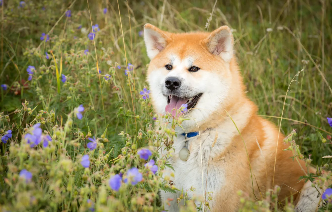Photo wallpaper language, grass, face, flowers, dog, Akita inu