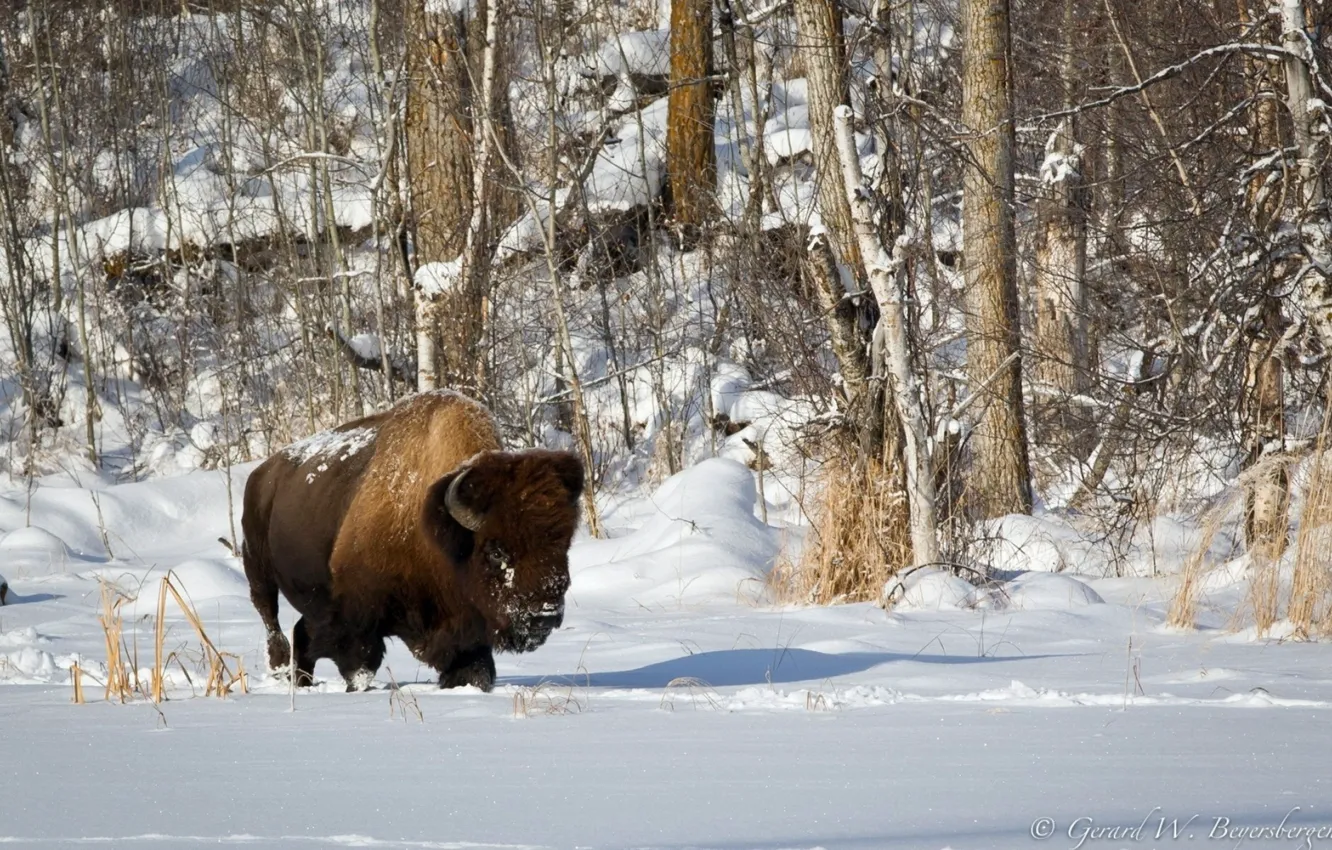 Photo wallpaper forest, animals, Bison, Buffalo, landscapes-
