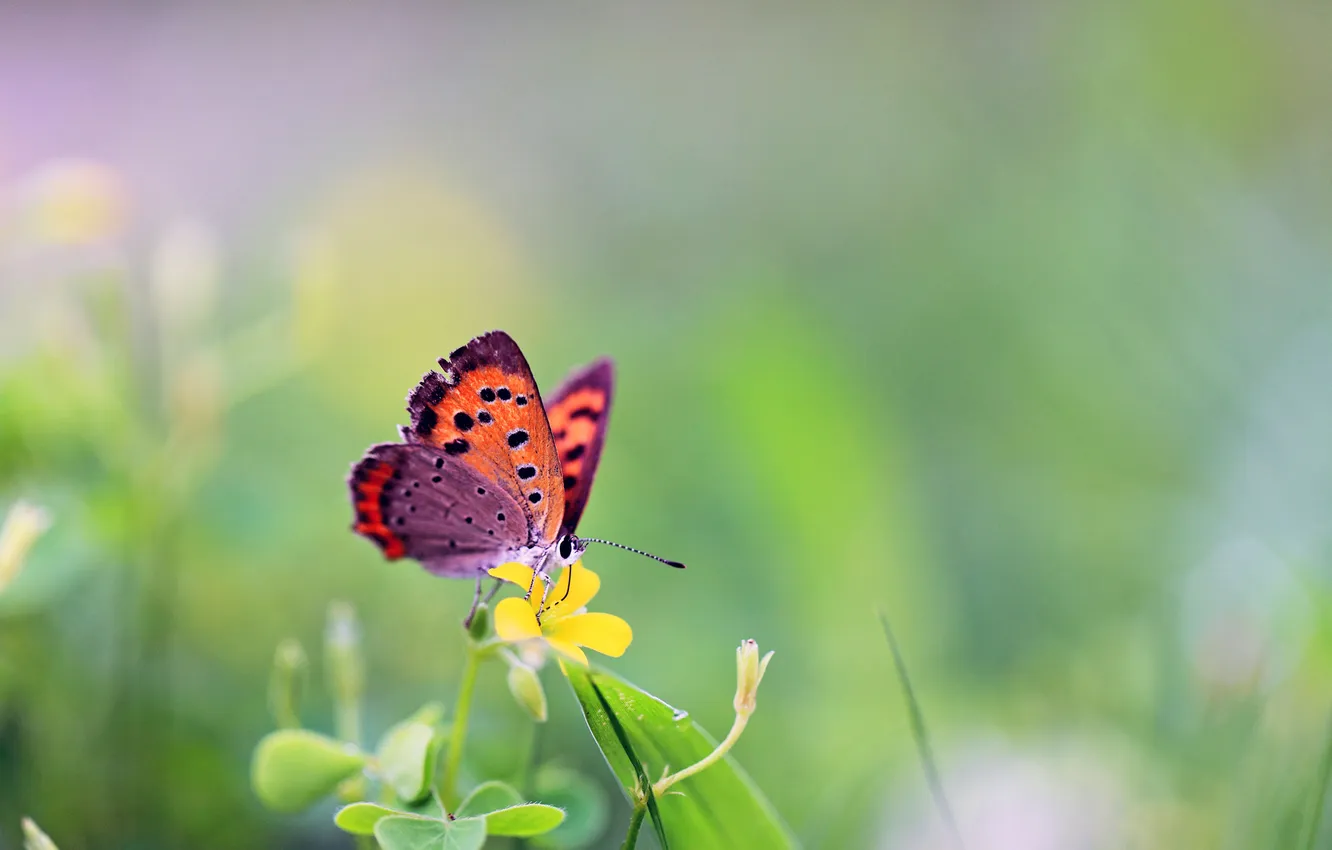 Photo wallpaper grass, flowers, butterfly