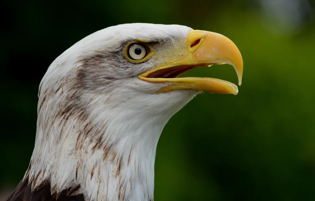 Photo wallpaper predator, beak, profile, proud, bald eagle
