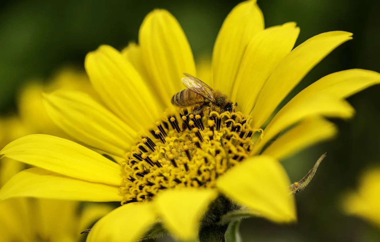 Photo wallpaper flower, summer, yellow, bee