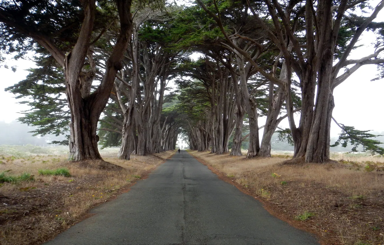 Photo wallpaper road, trees, landscape