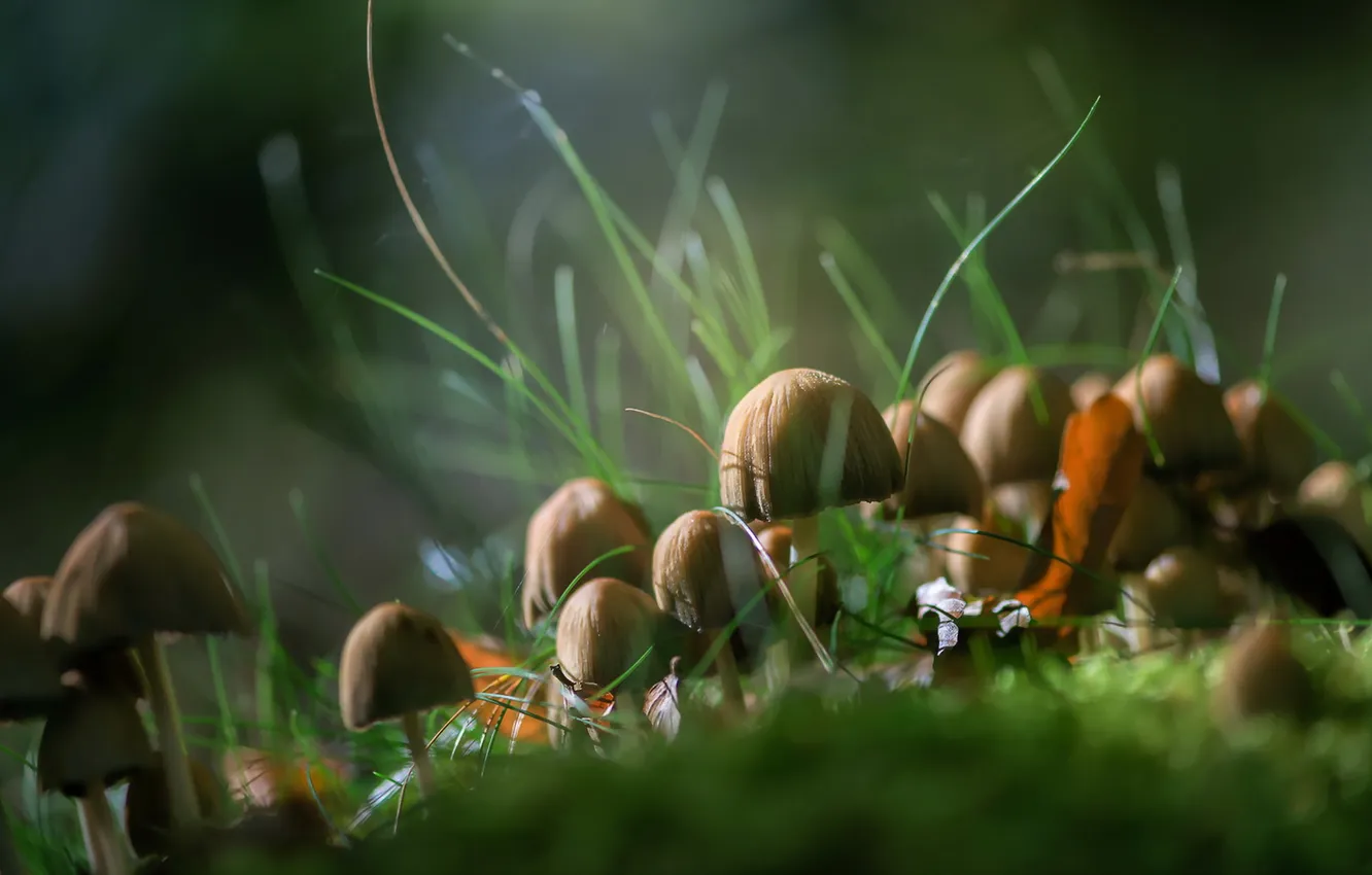 Photo wallpaper autumn, nature, mushrooms