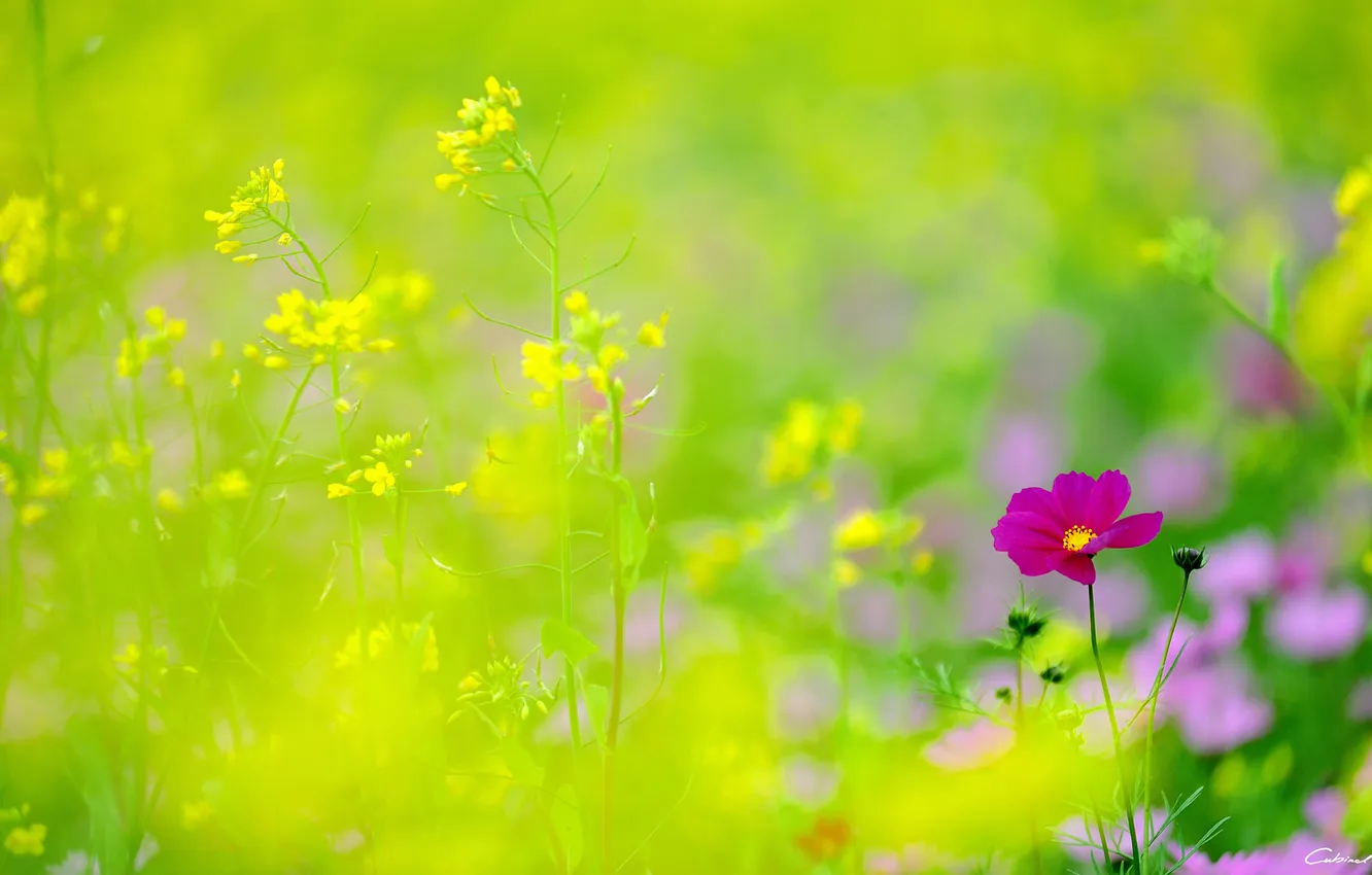 Photo wallpaper flowers, focus, yellow, field, kosmeya