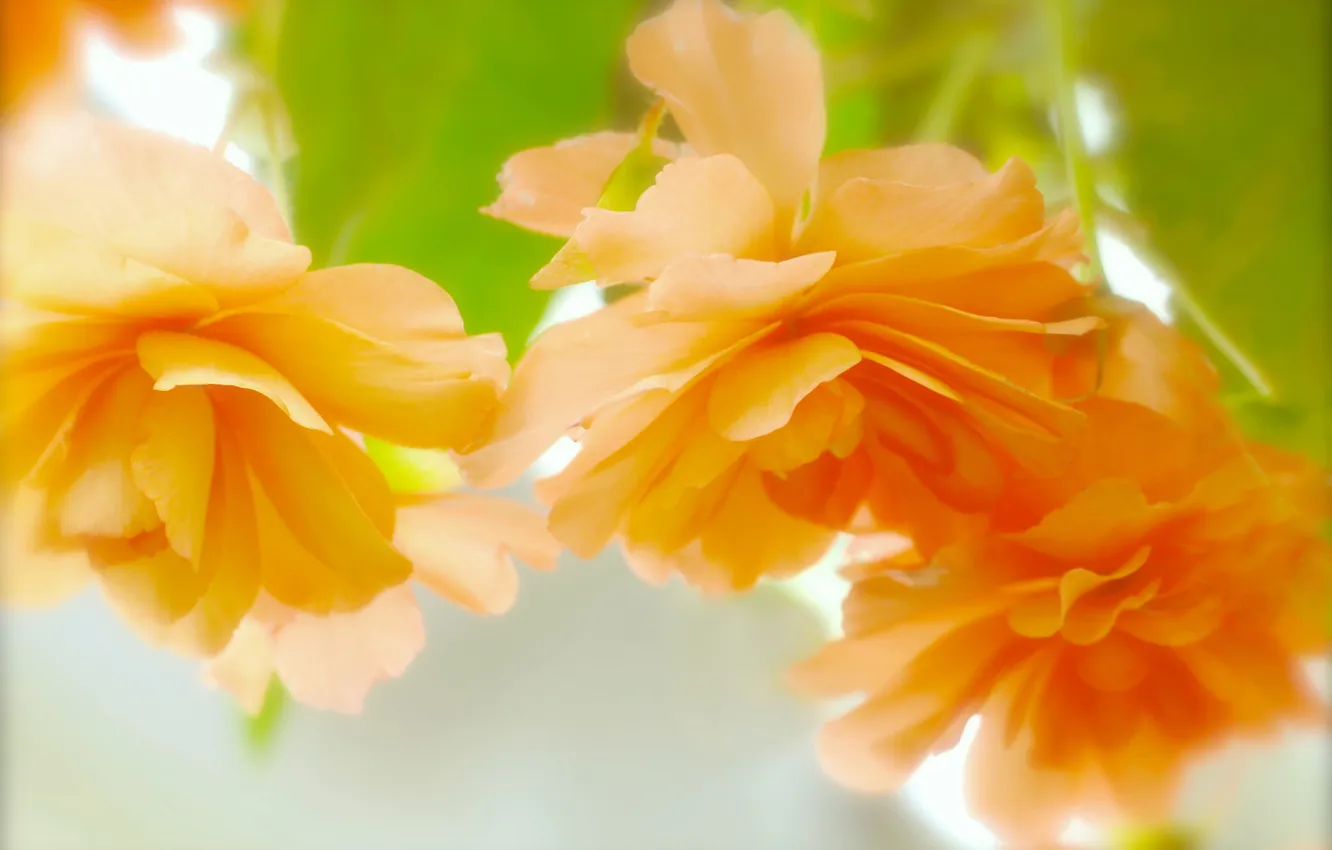 Photo wallpaper roses, blur, orange