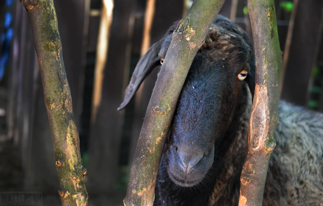 Photo wallpaper look, RAM, zoo