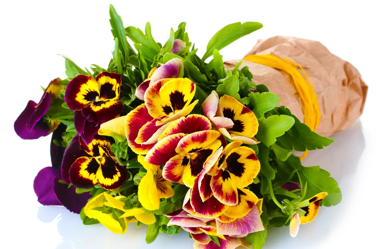 Photo wallpaper flowers, Pansy, yellow, garden, violet, white background, Viola