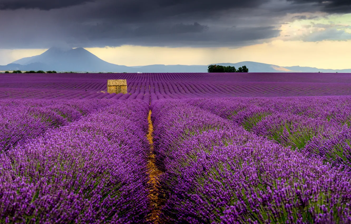 Photo wallpaper field, France, France, lavender, Valensole, Valensole, Provence-Alpes-Cote d'azur