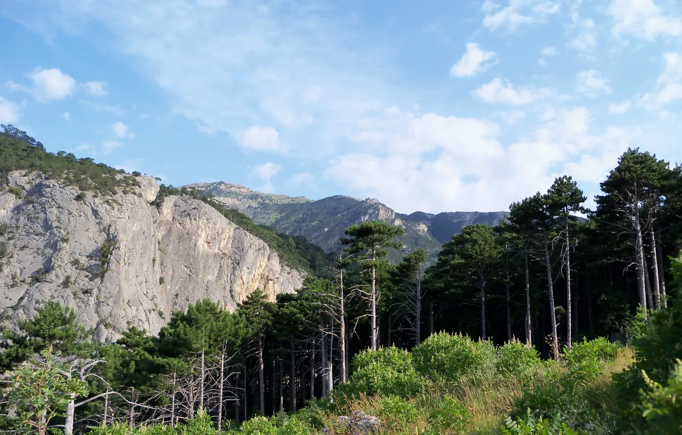 Photo wallpaper greens, forest, the sky, clouds, mountains, rocks, ate, pine