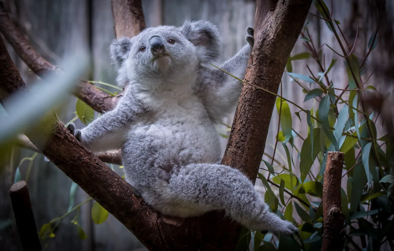 Photo wallpaper leaves, trees, Koala