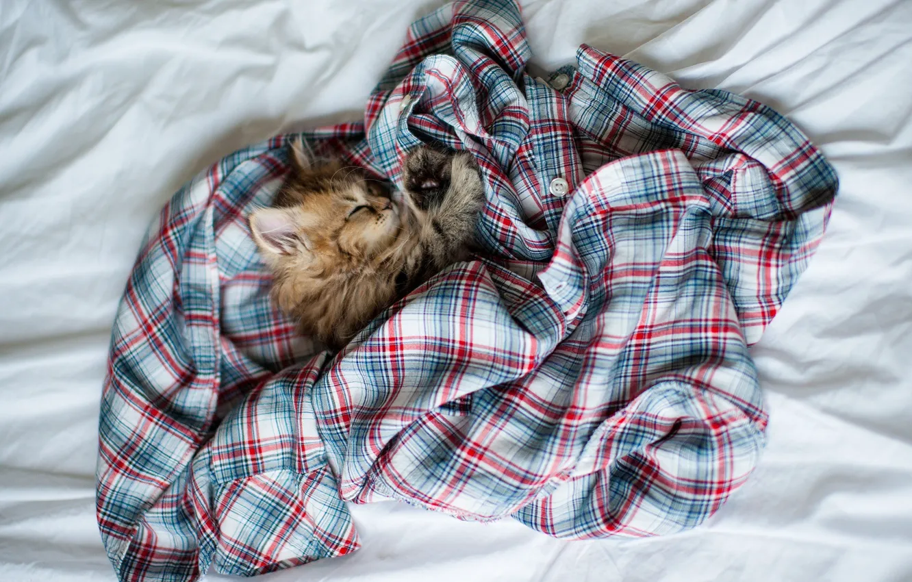 Photo wallpaper cat, tangle, kitty, clothing, sleep, cell, sleeping, shirt