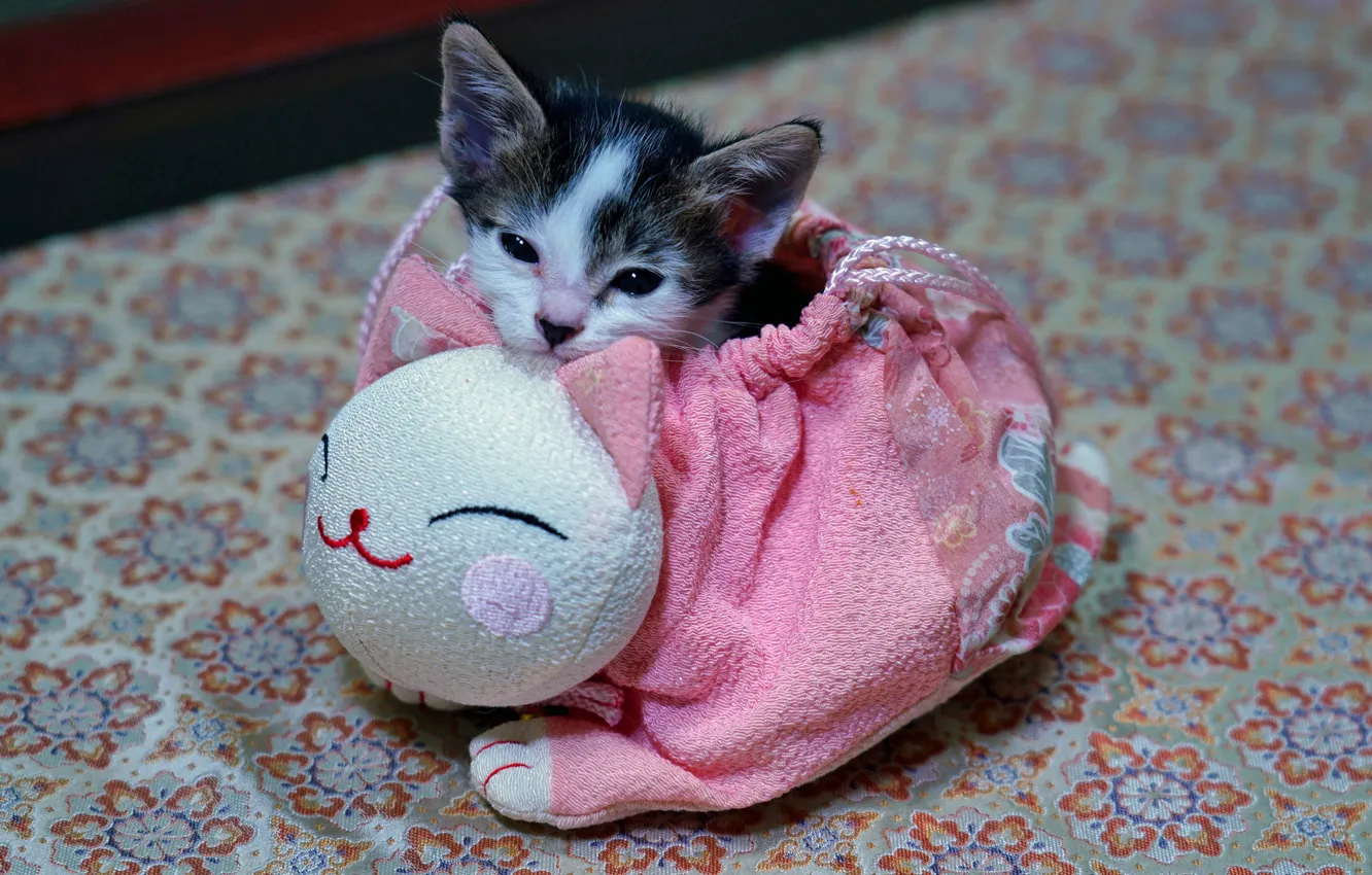 Photo wallpaper cat, kitty, pink, legs, baby, muzzle, handbag, kitty