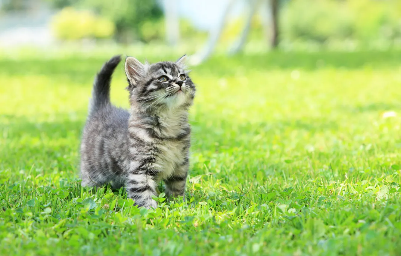 Photo wallpaper grass, look, glade, walk, kitty