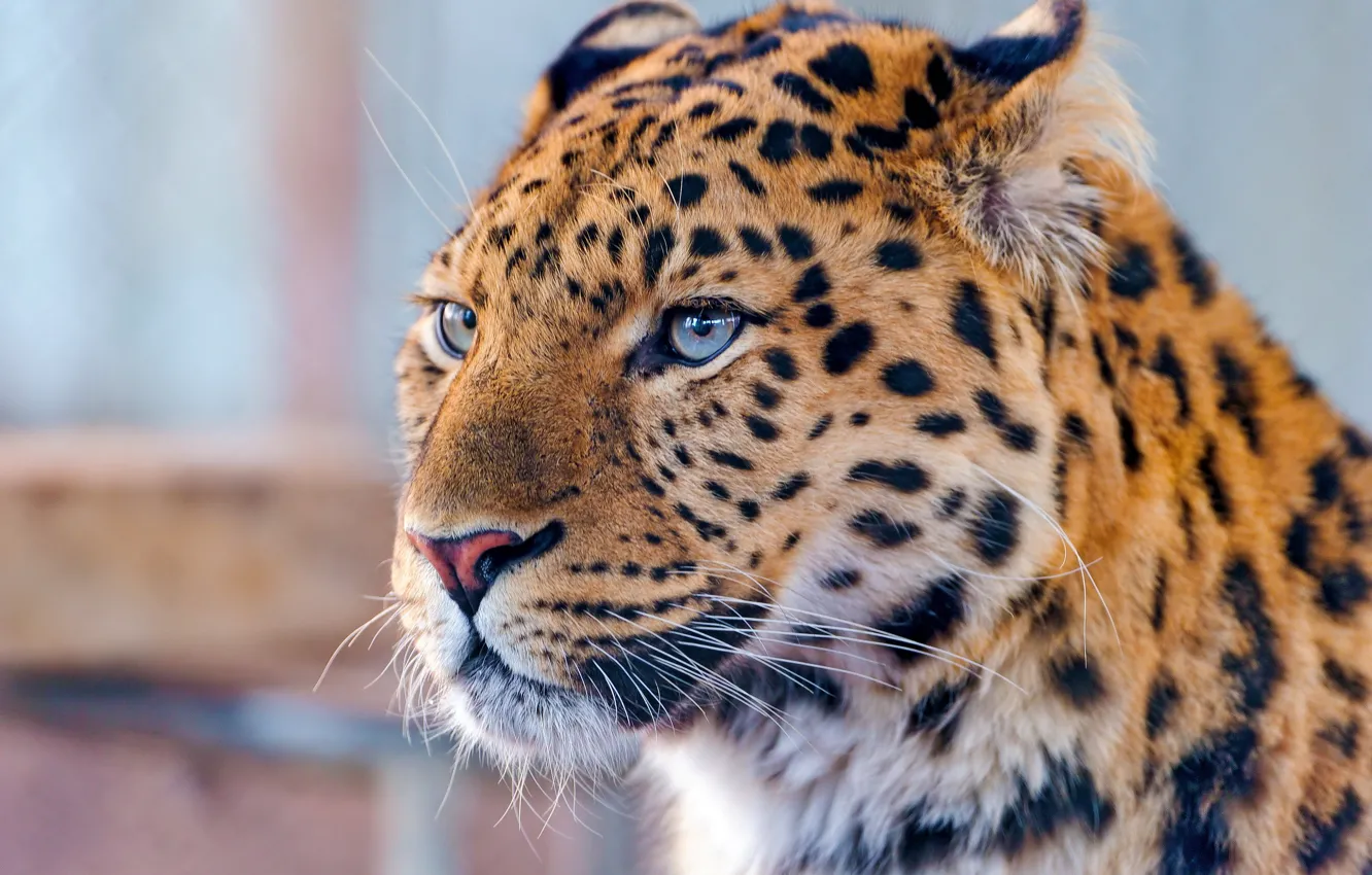 Photo wallpaper mustache, look, face, leopard, far East, amur leopard