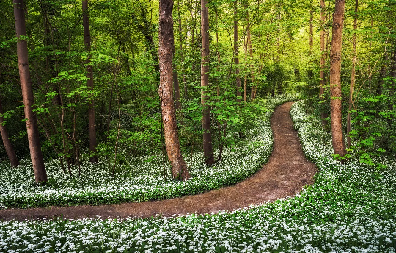 Photo wallpaper forest, grass, trees, flowers, path