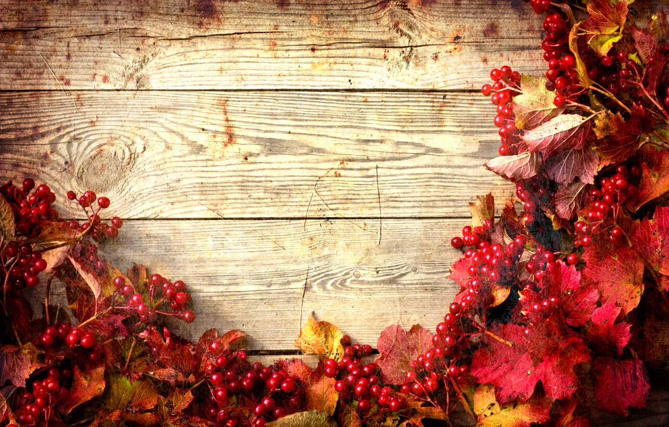 Photo wallpaper autumn, leaves, twigs of viburnum, twigs of viburnum