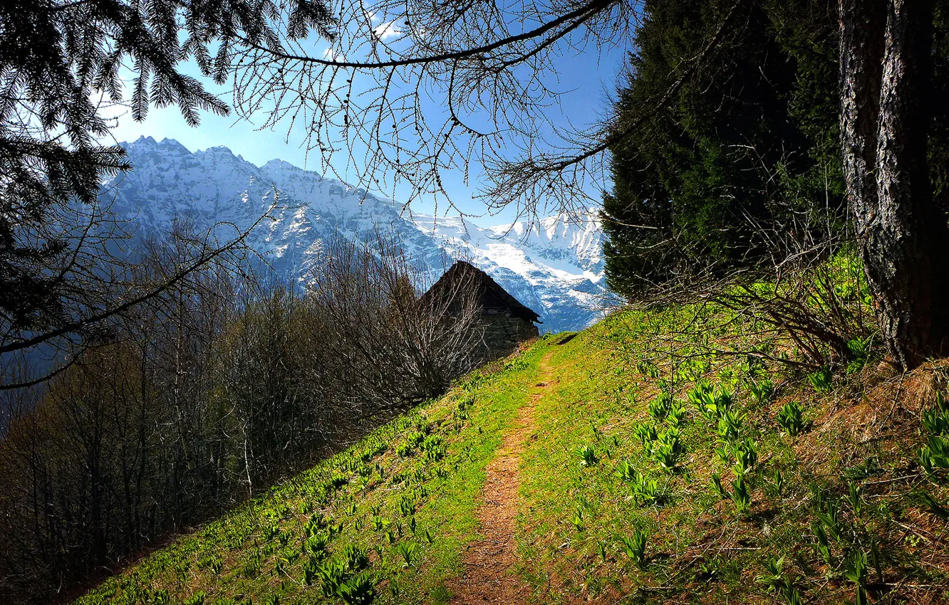 Photo wallpaper trees, mountains, slope, Italy, path, Pimont