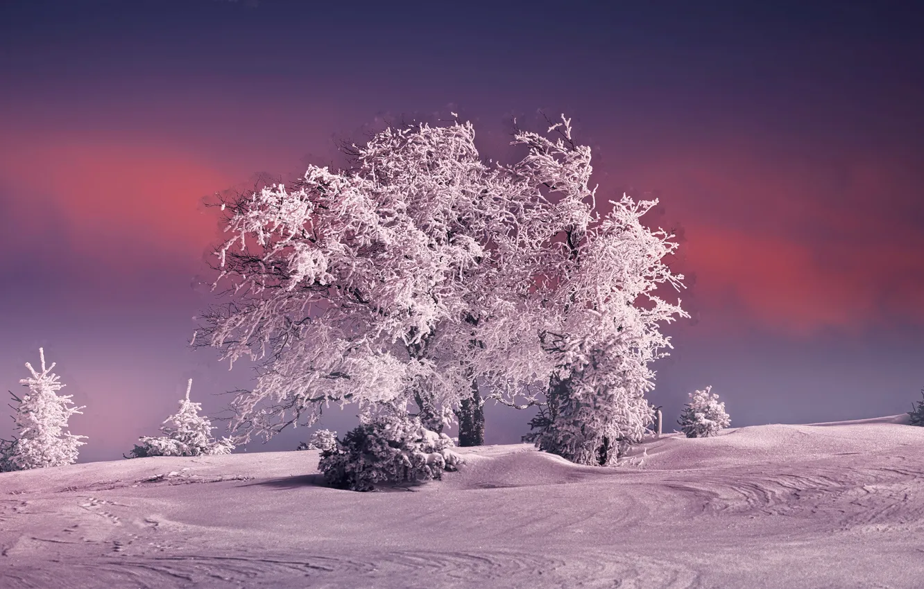 Photo wallpaper winter, frost, trees, nature