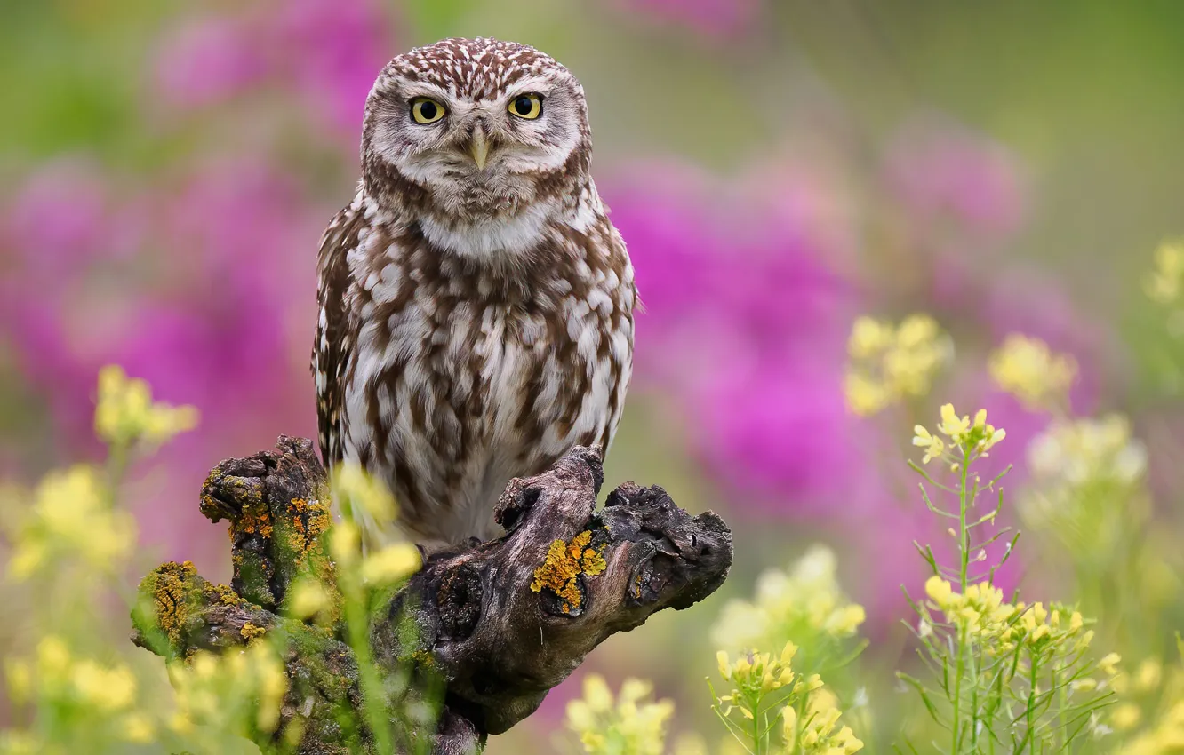 Photo wallpaper look, flowers, owl, bird, glade, snag, rape, owl