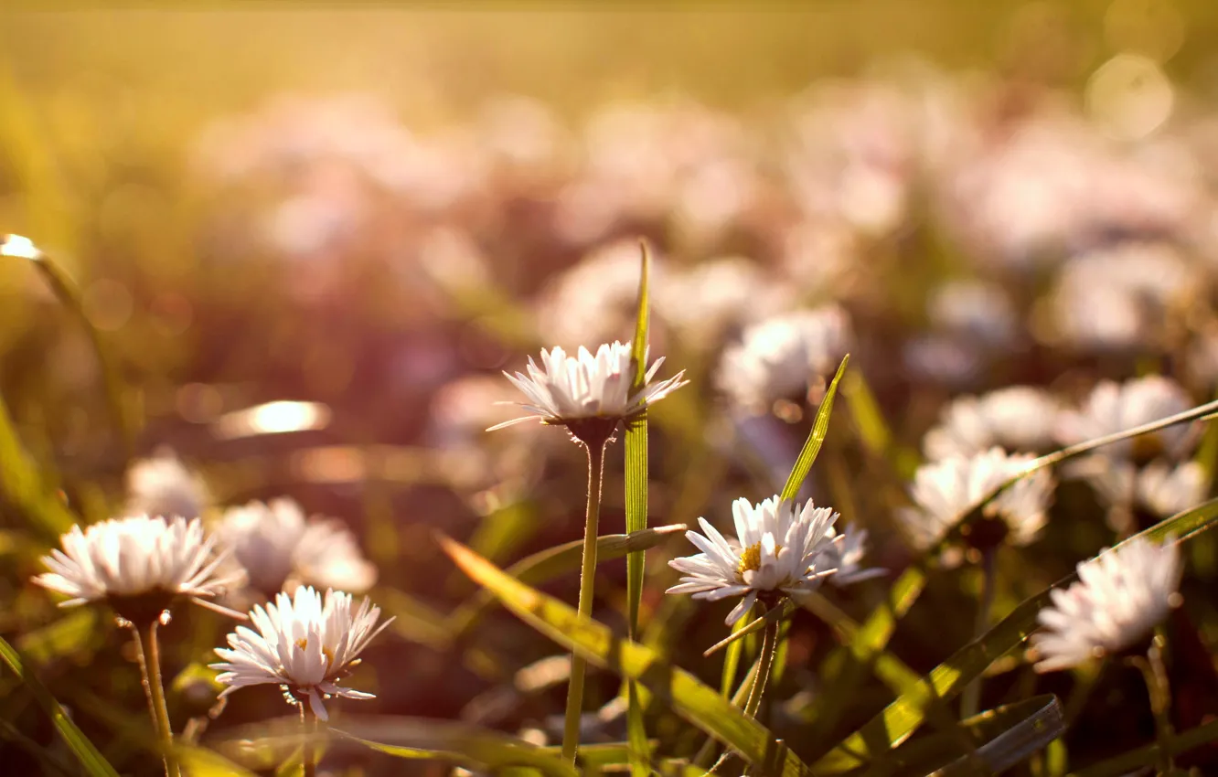 Photo wallpaper grass, flowers, nature, glade, chamomile, white, buds