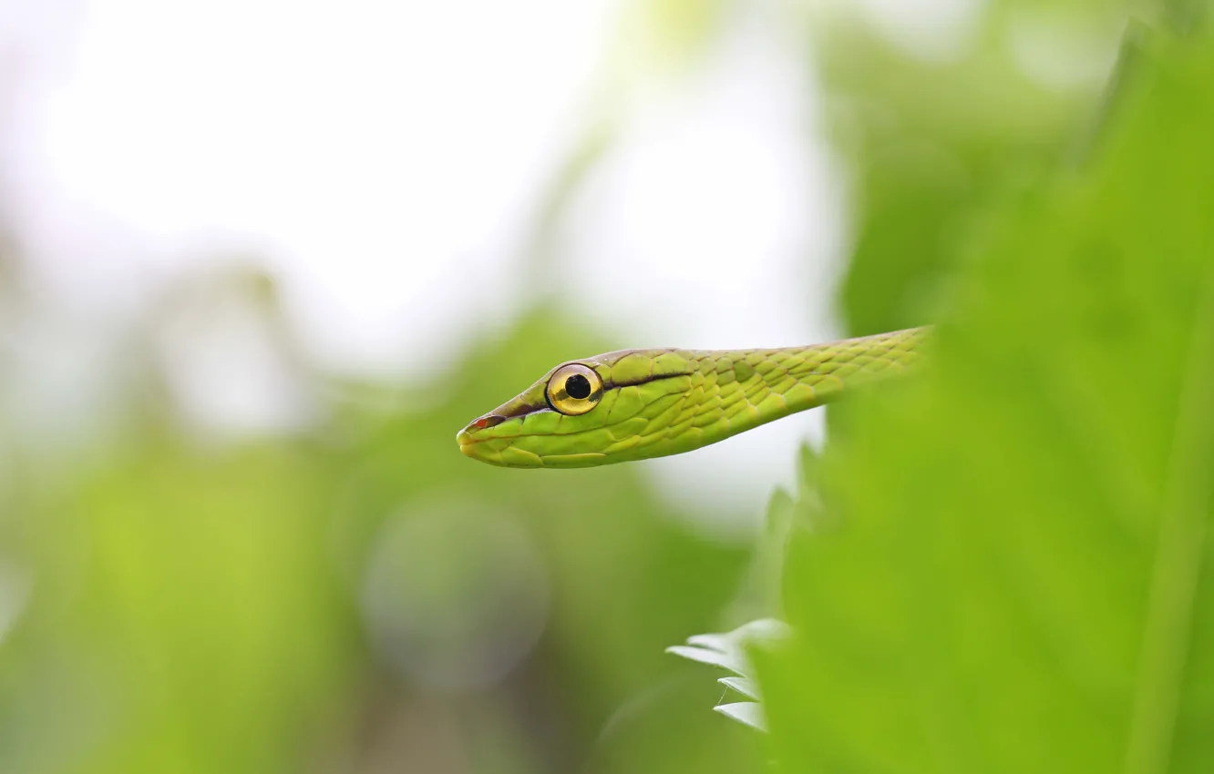 Photo wallpaper snake, eye, vineyard