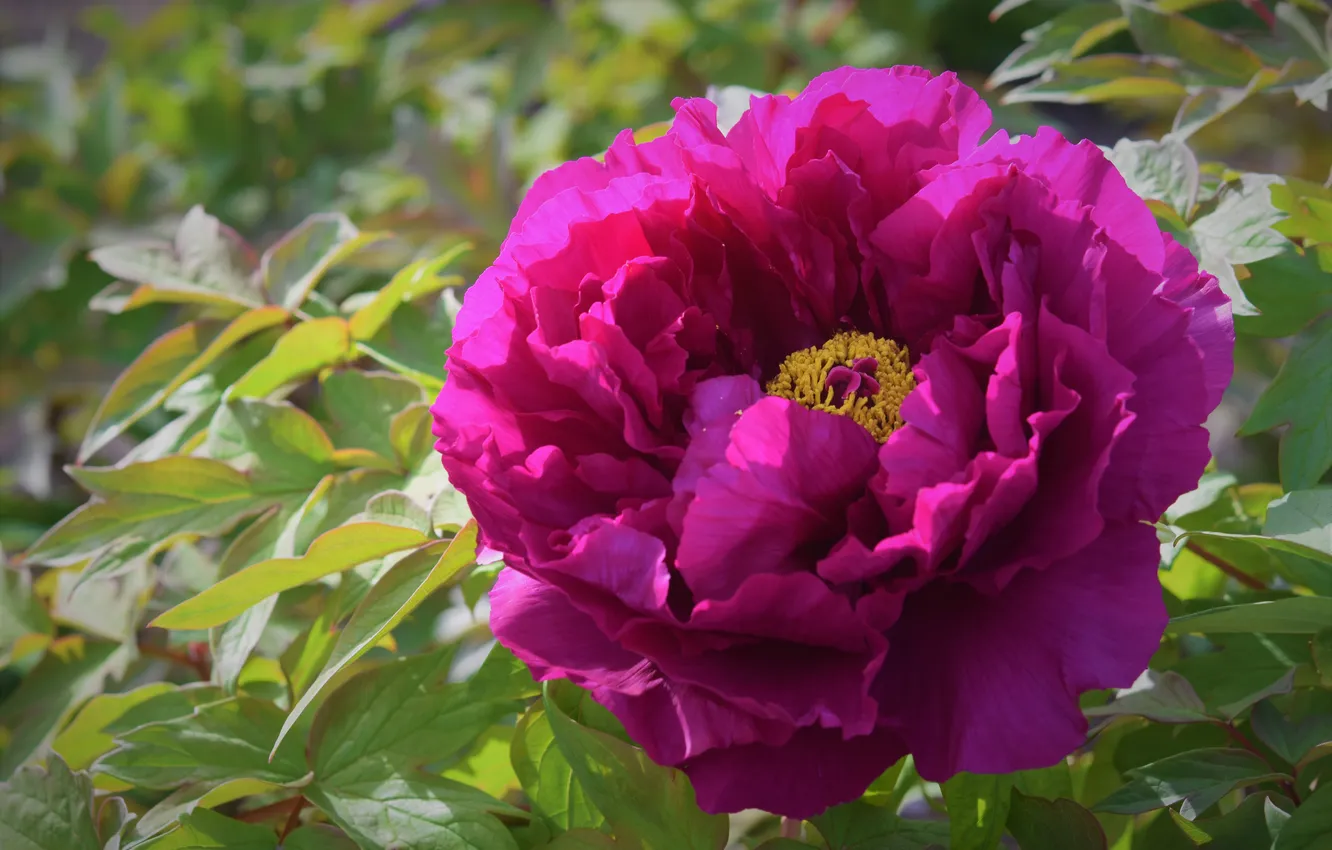 Photo wallpaper greens, flower, leaves, macro, light, pink, Bush, spring