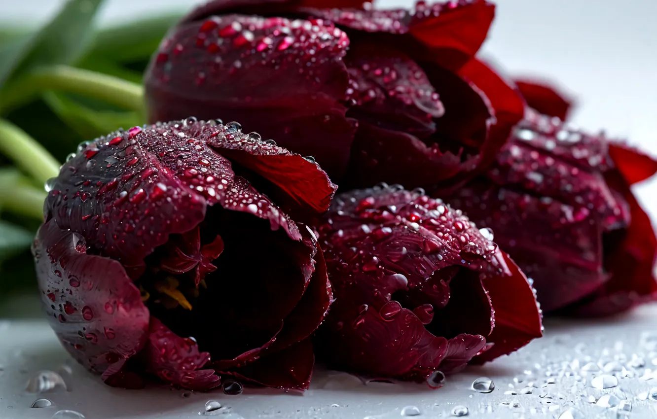 Photo wallpaper flowers, tulips, Burgundy, Burgundy