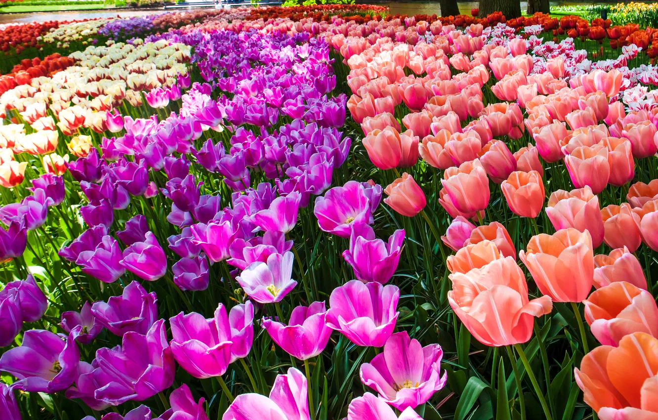 Photo wallpaper light, flowers, orange, Park, glade, bright, spring, garden