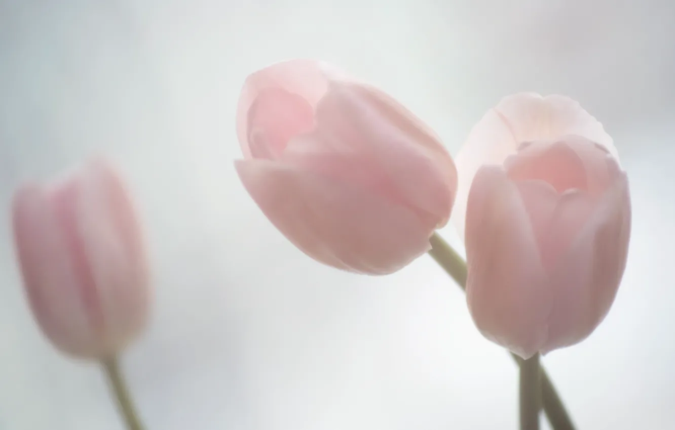 Photo wallpaper pink, tenderness, tulips