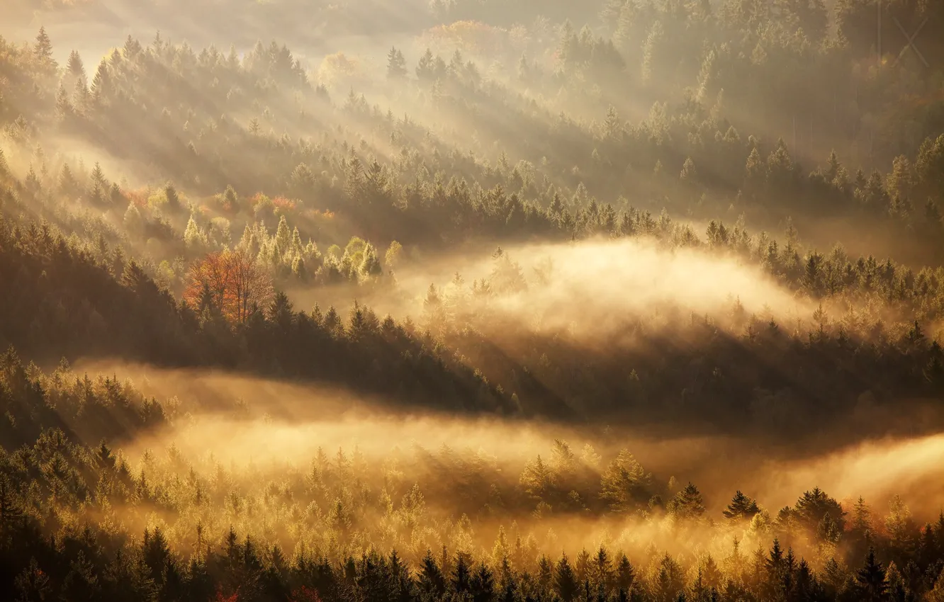 Photo wallpaper autumn, light, trees, morning, forest