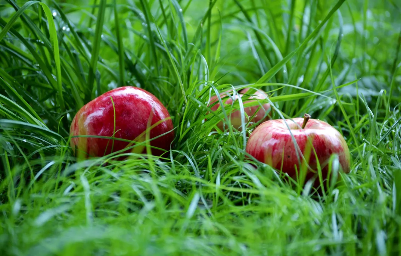 Photo wallpaper grass, green, apples