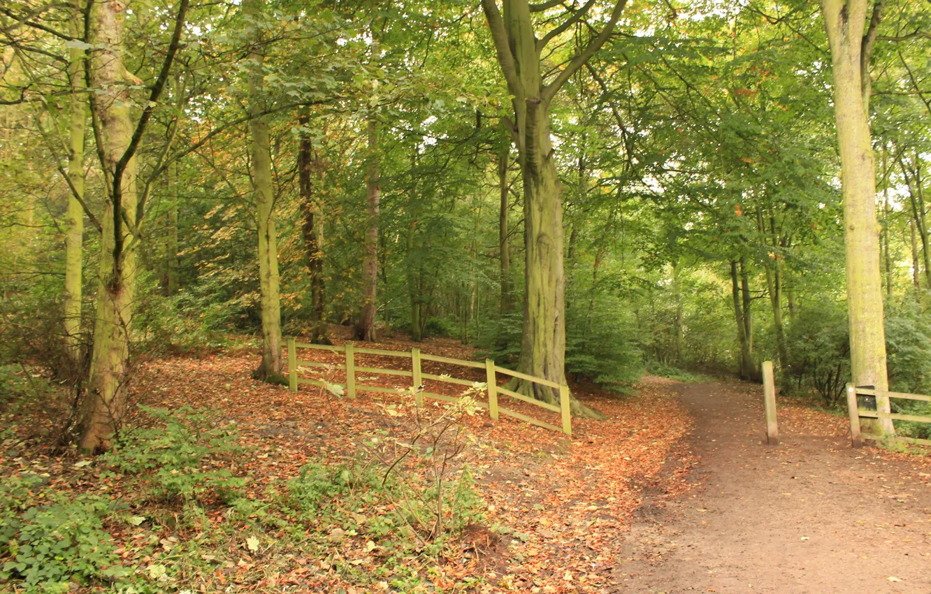 Photo wallpaper autumn, forest, foliage, track, forest, alley, falling leaves, trees
