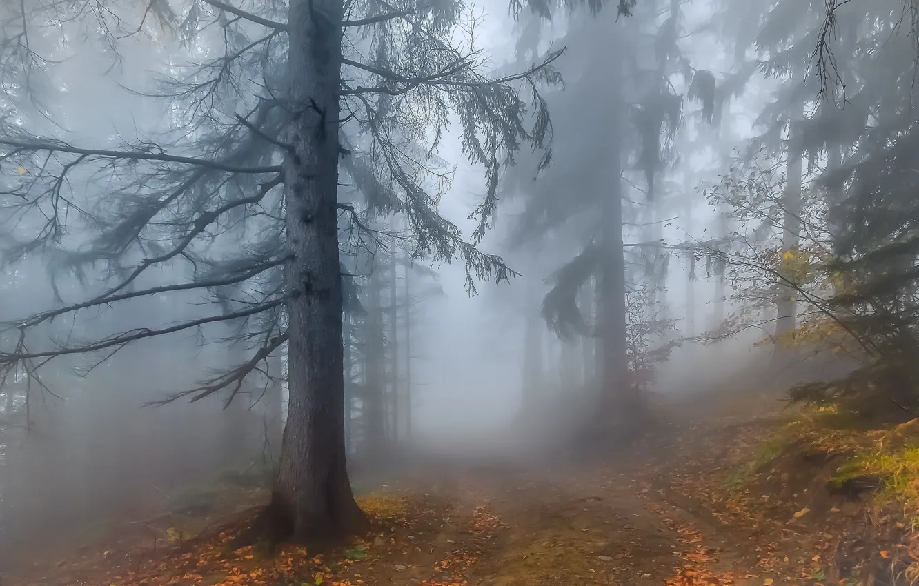 Photo wallpaper Autumn, Fog, Forest, Leaves, Twigs