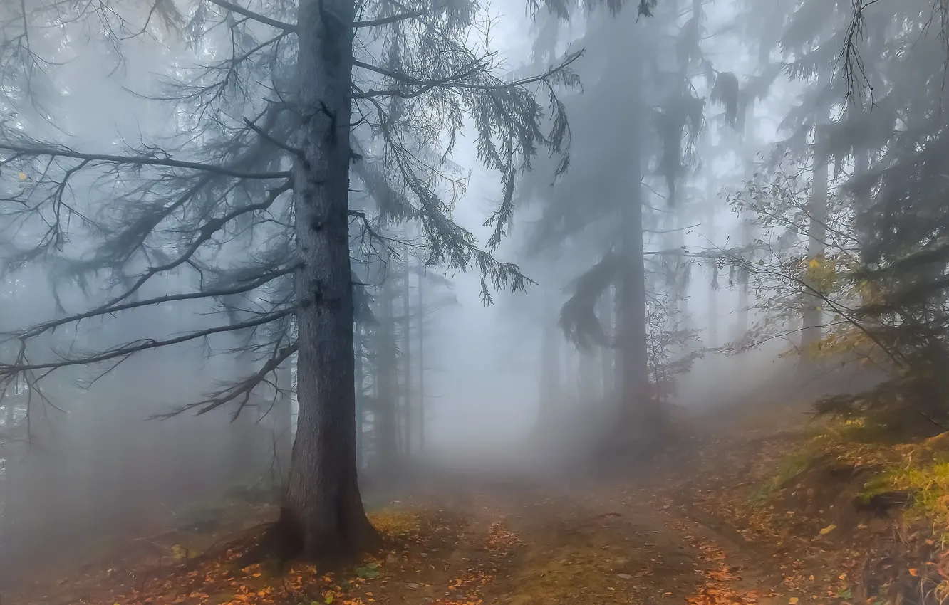 Photo wallpaper forest, autumn, leaves, fog, twigs