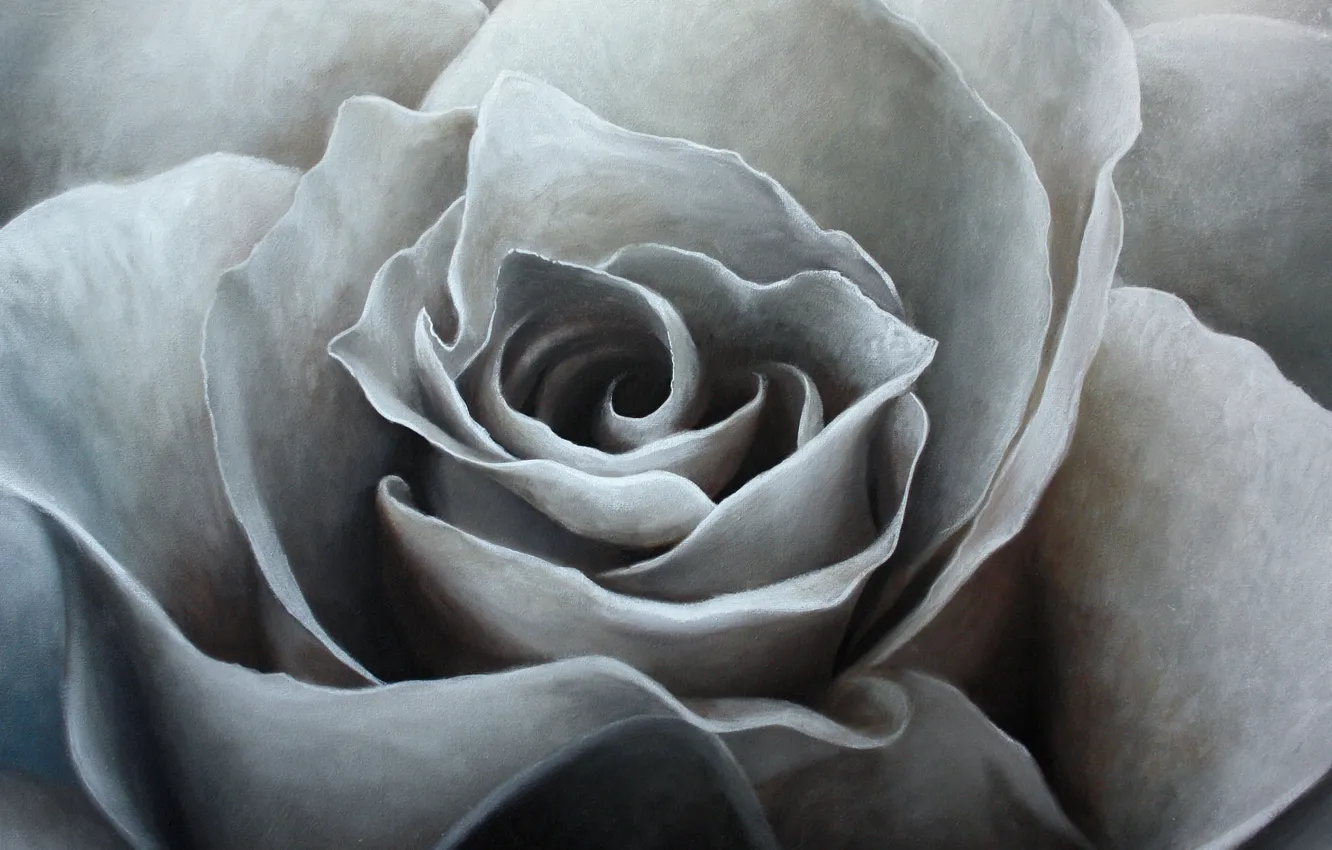Photo wallpaper oil, painting, canvas, art, white rose, Jonas Brodin