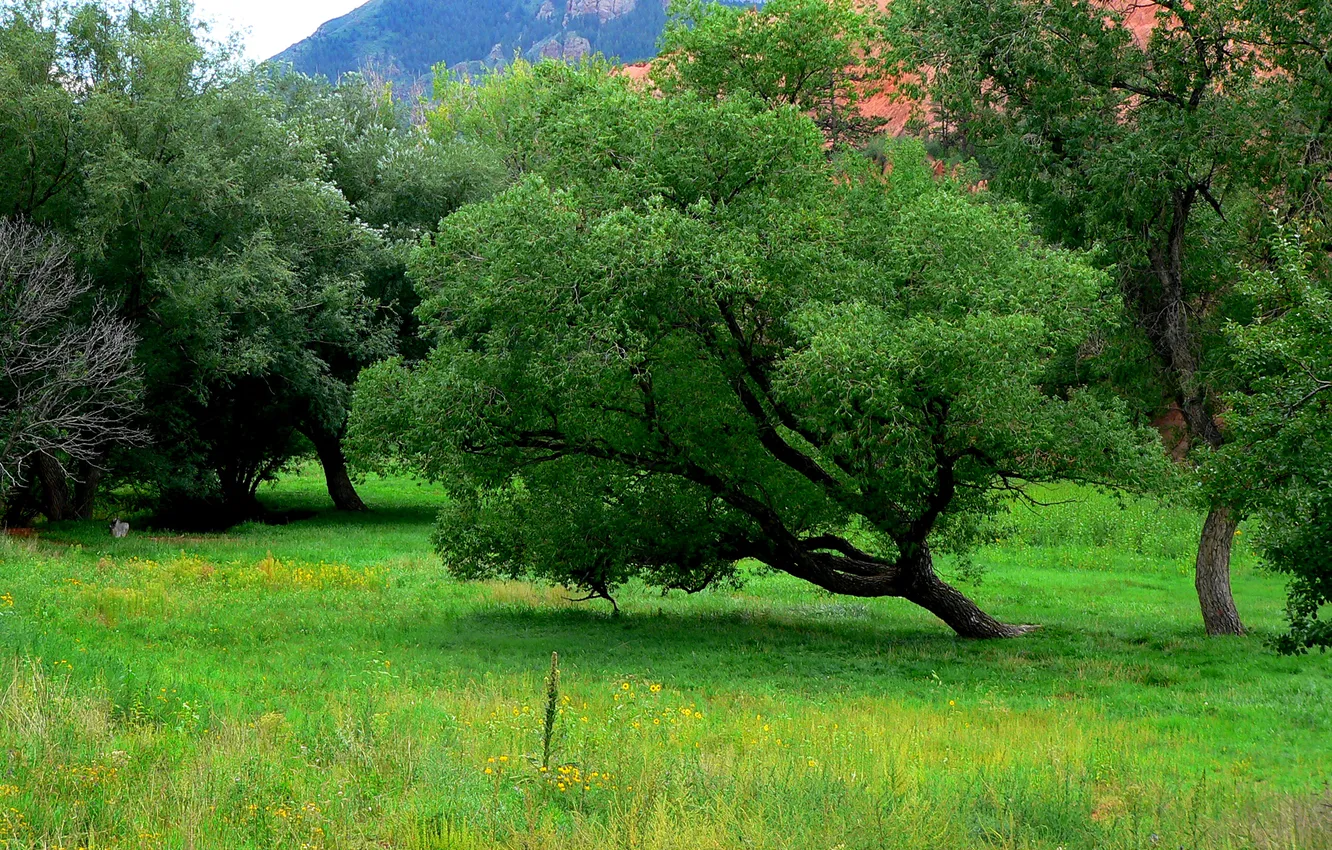 Photo wallpaper grass, trees, mountains, USA, Colorado Springs, Red Rock Canyon