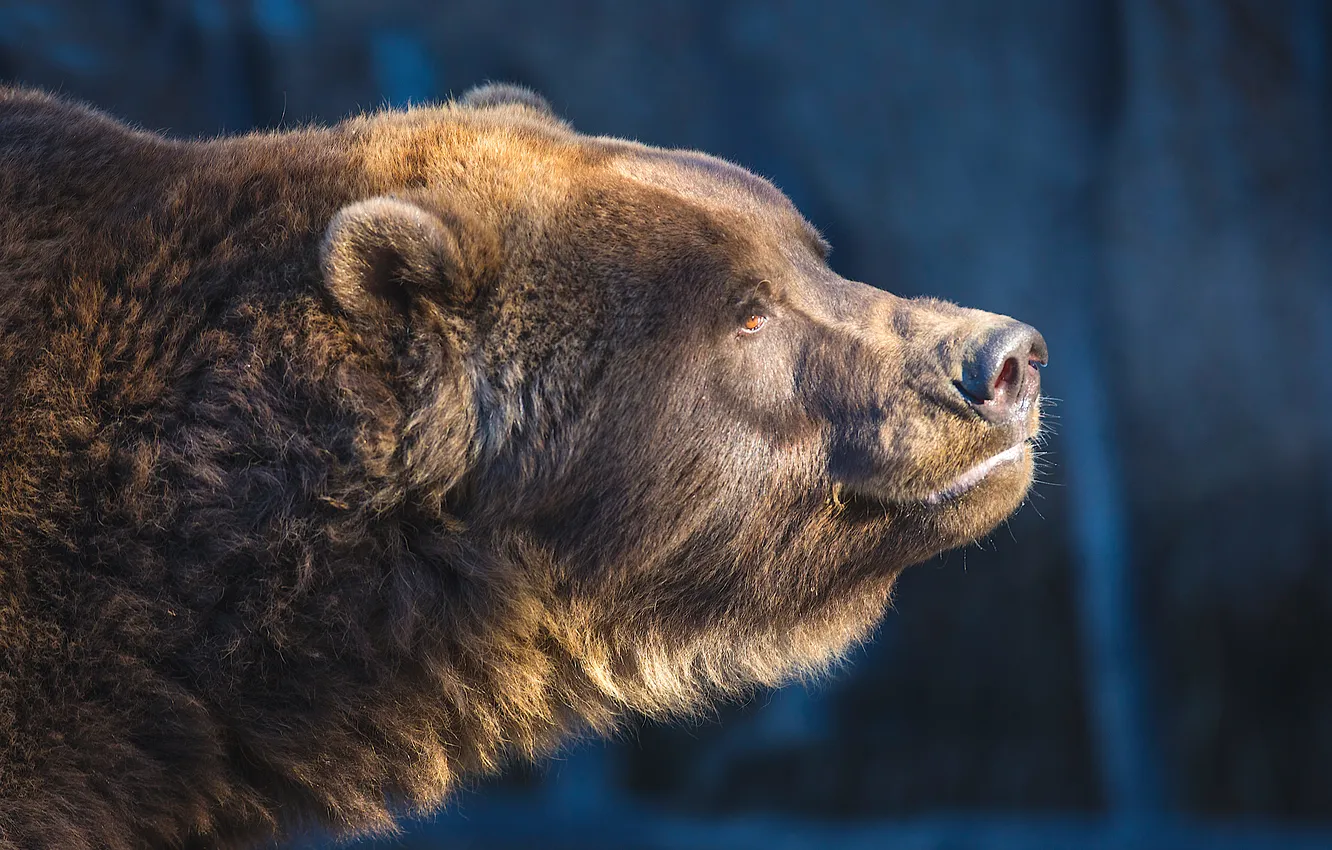 Photo wallpaper shadow, profile, sunlight, Гризли (Bear bears awesome)