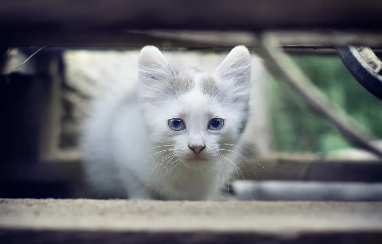 Photo wallpaper cat, look, background