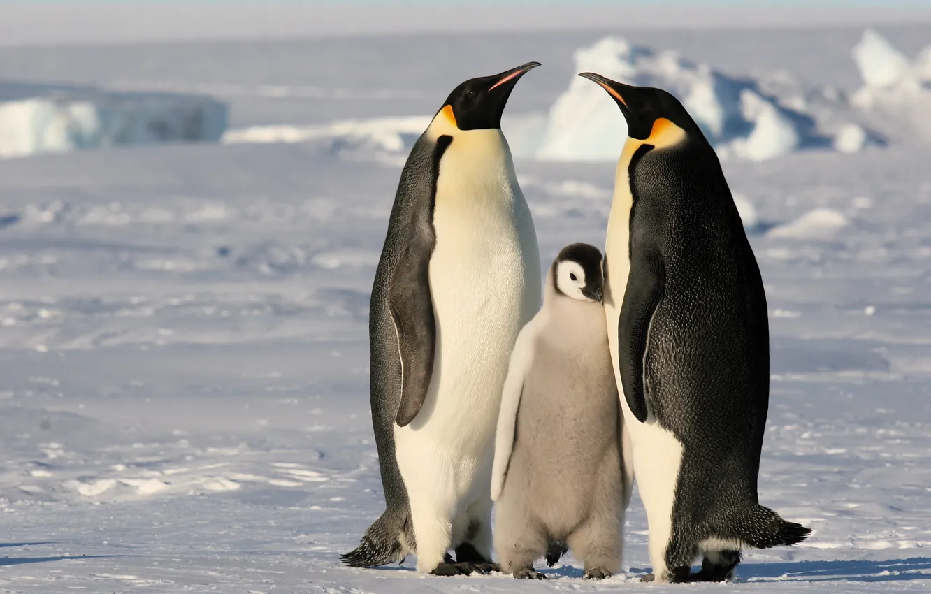 Photo wallpaper cold, ice, snow, penguins, family