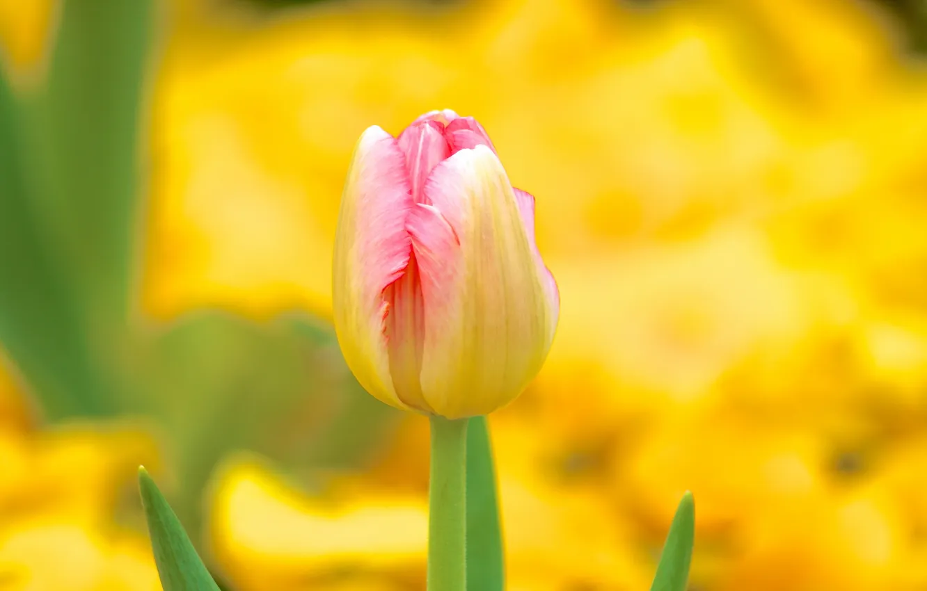 Photo wallpaper nature, spring, tulips