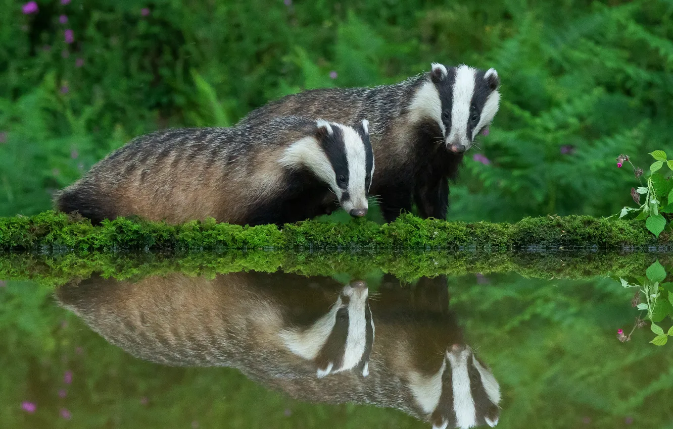 Photo wallpaper greens, reflection, two, pair, pond, badger
