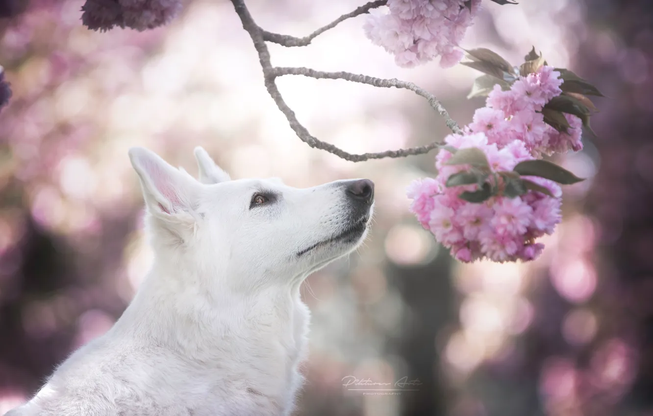 Photo wallpaper face, cherry, glare, dog, branch, spring, Sakura, flowering