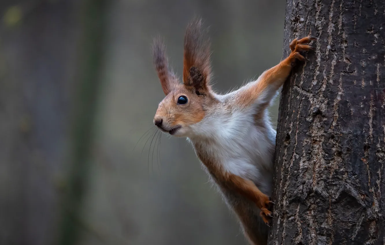 Photo wallpaper tree, protein, trunk, red, face, bokeh