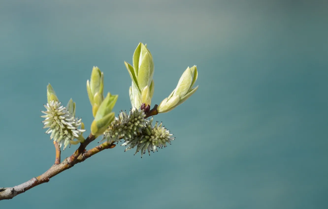 Photo wallpaper leaves, branches, nature, stem, kidney, nature, leaves, branch