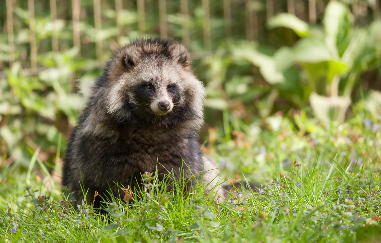 Photo wallpaper grass, dog, fluffy, raccoon