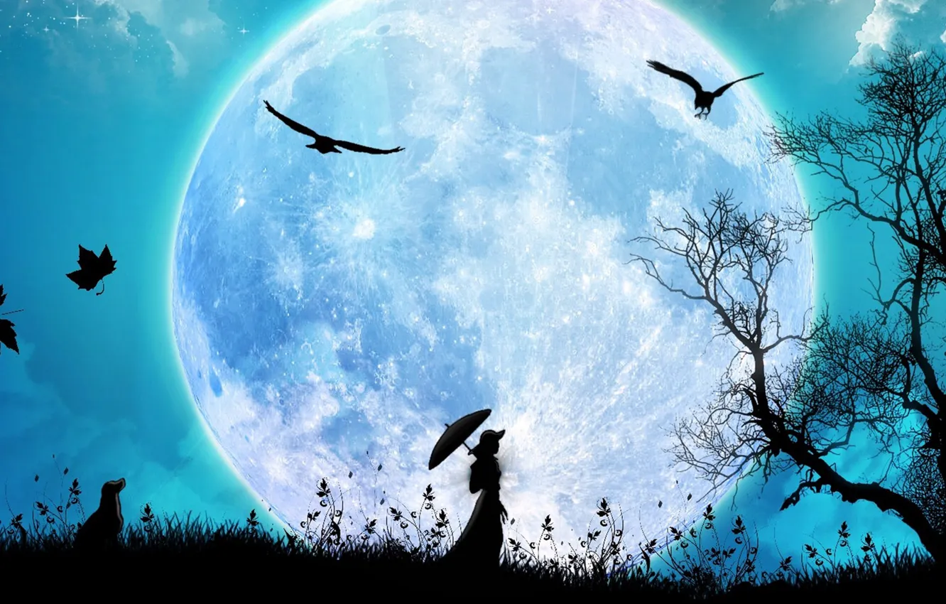 Photo wallpaper grass, night, bird, silhouette, grass, walk, night, birds