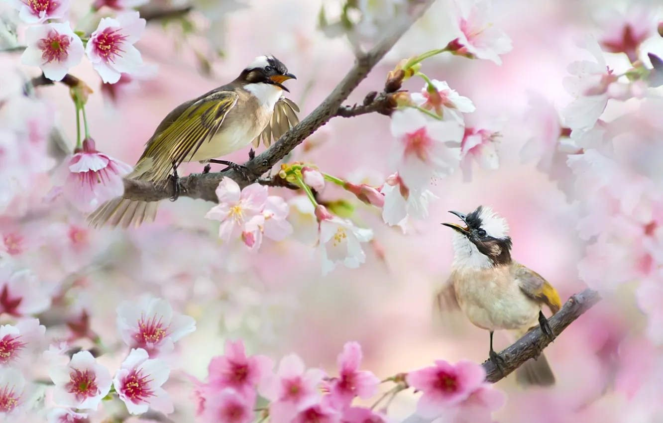 Photo wallpaper flowers, branches, nature, cherry, bird, Sakura, pair, Taiwan