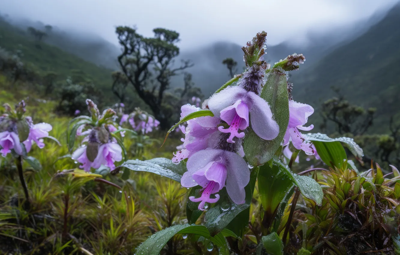 Photo wallpaper flowers, mountains, fog, glade, haze, pink, Orchid, shrub