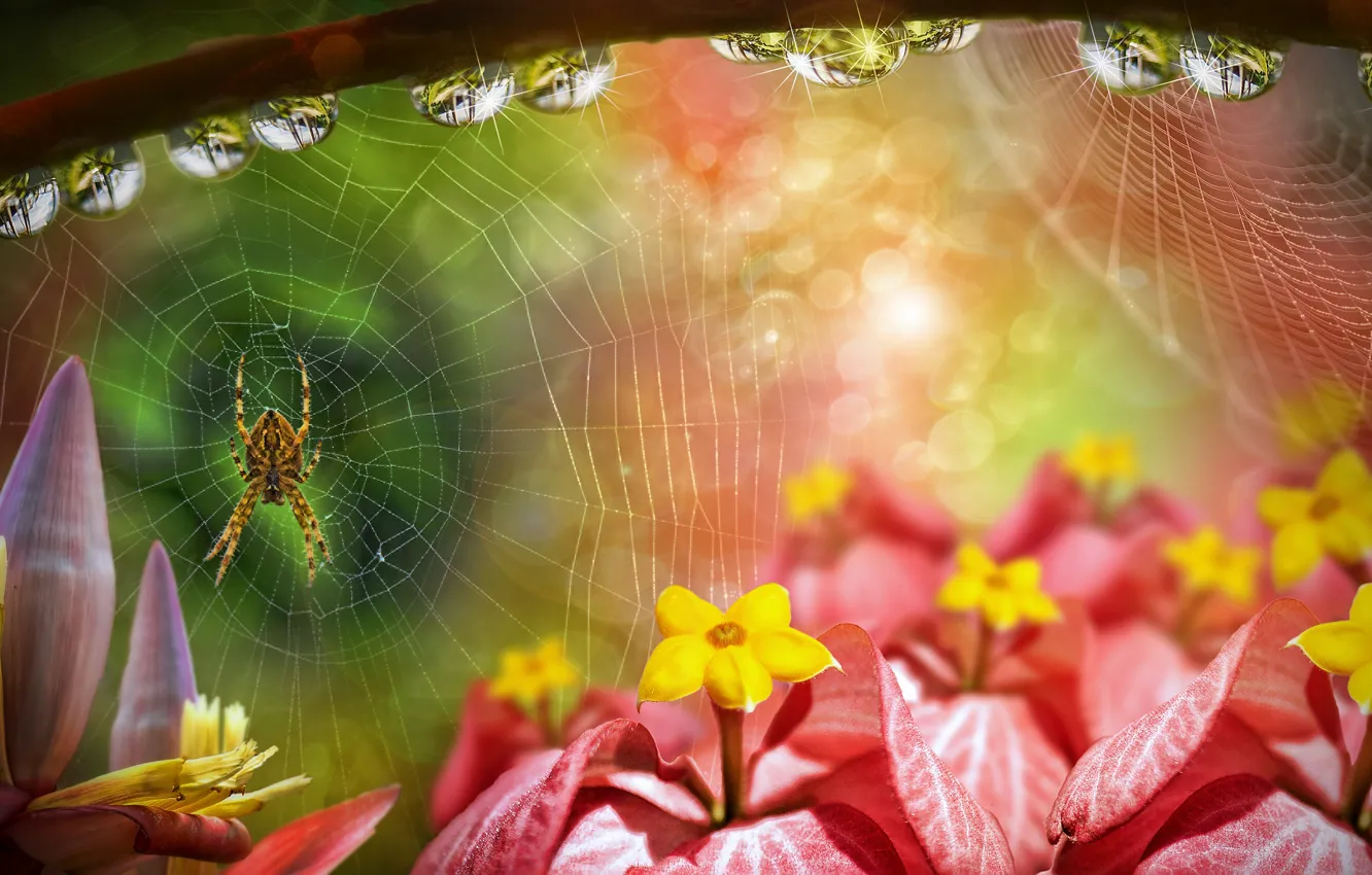 Photo wallpaper drops, flowers, web, spider